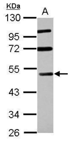 Invitrogen RASSF8 Polyclonal Antibody 100 &mu;L; Unconjugated:Antibodies,