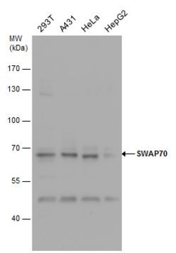 Invitrogen SWAP70 Polyclonal Antibody 100 &mu;L | Buy Online | Invitrogen&trade; | Fisher Scientific