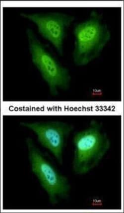 Invitrogen FBXL4 Polyclonal Antibody 100 &mu;L; Unconjugated:Antibodies,