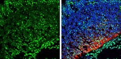 Invitrogen QKI Polyclonal Antibody 100 &mu;L; Unconjugated:Antibodies,