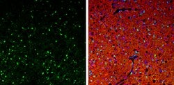 Invitrogen QKI Polyclonal Antibody 100 &mu;L; Unconjugated:Antibodies,