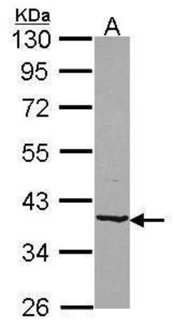Invitrogen B4GALT4 Polyclonal Antibody 100 &mu;L; Unconjugated:Antibodies,