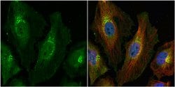 Invitrogen HGK Polyclonal Antibody 100 &mu;L; Unconjugated:Antibodies,