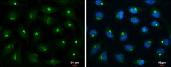 Invitrogen HGK Polyclonal Antibody 100 &mu;L; Unconjugated:Antibodies,