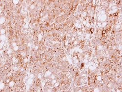 Invitrogen HGK Polyclonal Antibody 100 &mu;L; Unconjugated:Antibodies,