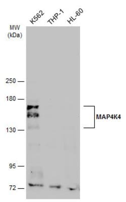 Invitrogen HGK Polyclonal Antibody 100 &mu;L; Unconjugated:Antibodies,