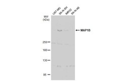 Invitrogen MAP1B Polyclonal Antibody 100 &mu;L; Unconjugated:Antibodies,