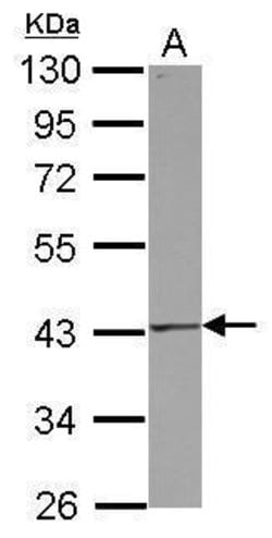 Invitrogen FAS Polyclonal Antibody 100 &mu;L; Unconjugated:Antibodies,