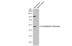 Endothelin A Receptor Polyclonal Antibody, Invitrogen 100 &mu;L; Unconjugated:Antibodies,