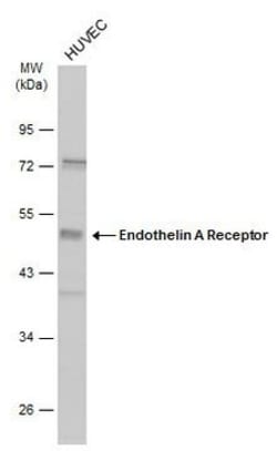 Endothelin A Receptor Polyclonal Antibody, Invitrogen 100 &mu;L; Unconjugated:Antibodies,