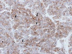 PAR1 Polyclonal Antibody, Invitrogen 100 &mu;L; Unconjugated:Antibodies,