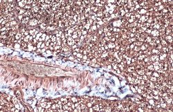 Invitrogen FABP4 Polyclonal Antibody 100 &mu;L; Unconjugated:Antibodies,