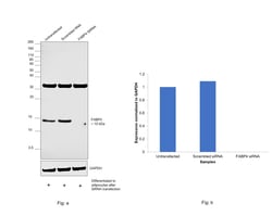 Invitrogen FABP4 Polyclonal Antibody 100 &mu;L; Unconjugated:Antibodies,