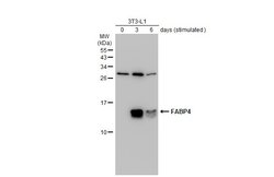 Invitrogen FABP4 Polyclonal Antibody 100 &mu;L; Unconjugated:Antibodies,