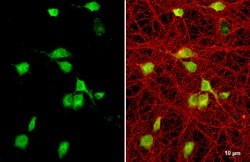 Invitrogen CXCL12 Polyclonal Antibody 100 &mu;L; Unconjugated:Antibodies,