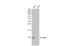 Invitrogen CXCL12 Polyclonal Antibody 100 &mu;L; Unconjugated:Antibodies,