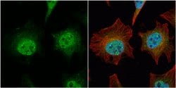 Invitrogen ARHGEF3 Polyclonal Antibody 100 &mu;L; Unconjugated:Antibodies,