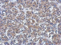 Invitrogen ARHGEF3 Polyclonal Antibody 100 &mu;L; Unconjugated:Antibodies,