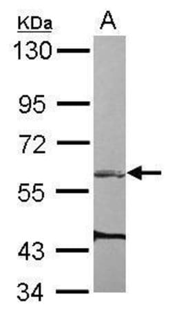 Invitrogen ARHGEF3 Polyclonal Antibody 100 &mu;L; Unconjugated:Antibodies,