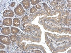 Invitrogen HEBP1 Polyclonal Antibody 100 &mu;L; Unconjugated:Antibodies,