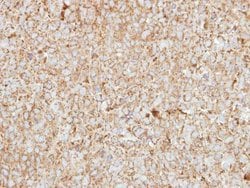 Invitrogen HEBP1 Polyclonal Antibody 100 &mu;L; Unconjugated:Antibodies,