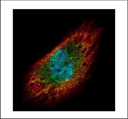 Invitrogen EXOSC3 Polyclonal Antibody 100 &mu;L; Unconjugated:Antibodies
