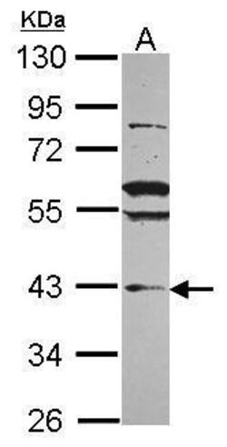 Invitrogen VPS36 Polyclonal Antibody 100 &mu;L; Unconjugated:Antibodies,