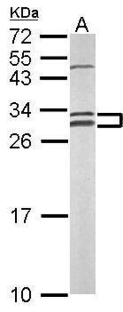 Invitrogen NOSIP Polyclonal Antibody 100 &mu;L; Unconjugated:Antibodies,