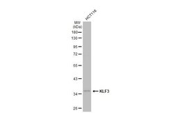 Invitrogen KLF3 Polyclonal Antibody 100 μL; Unconjugated:Antibodies,