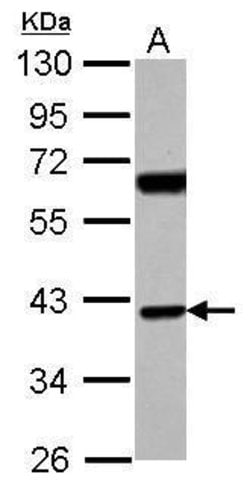 Invitrogen SNX7 Polyclonal Antibody 100 &mu;L; Unconjugated:Antibodies,