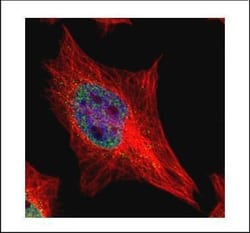 Invitrogen EAP2 Polyclonal Antibody 100 &mu;L | Buy Online | Invitrogen&trade; | Fisher Scientific