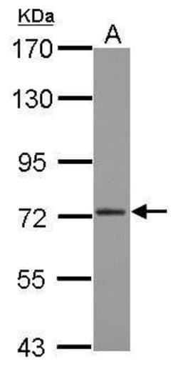 Invitrogen CPSF3 Polyclonal Antibody 100 &mu;L; Unconjugated:Antibodies,