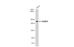 Invitrogen JMJD1B Polyclonal Antibody 100 &mu;L | Buy Online | Invitrogen&trade; | Fisher Scientific