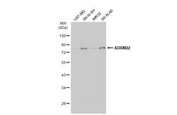 Invitrogen ADAM22 Polyclonal Antibody 100 &mu;L; Unconjugated:Antibodies,