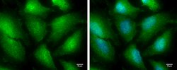 Invitrogen TRIM25 Polyclonal Antibody 100 &mu;L; Unconjugated:Antibodies,