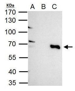 Invitrogen TRIM25 Polyclonal Antibody 100 &mu;L; Unconjugated:Antibodies,