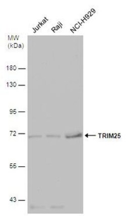 Invitrogen TRIM25 Polyclonal Antibody 100 &mu;L; Unconjugated:Antibodies,