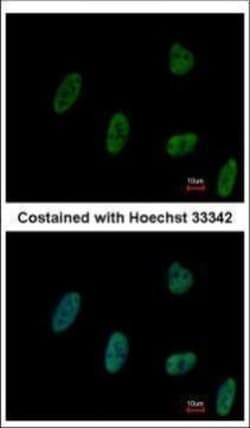 Invitrogen ZNF207 Polyclonal Antibody 100 &mu;L; Unconjugated:Antibodies,