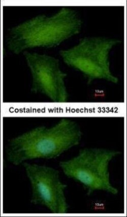 Invitrogen DNALI1 Polyclonal Antibody 100 &mu;L; Unconjugated:Antibodies,