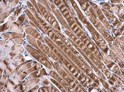 Invitrogen DNALI1 Polyclonal Antibody 100 &mu;L; Unconjugated:Antibodies,