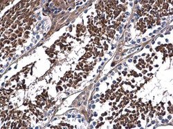 Invitrogen DNALI1 Polyclonal Antibody 100 &mu;L; Unconjugated:Antibodies,