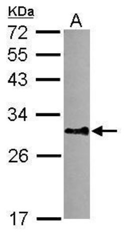 Invitrogen DNALI1 Polyclonal Antibody 100 &mu;L; Unconjugated:Antibodies,