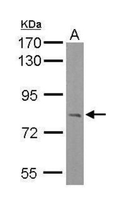 Invitrogen RC74 Polyclonal Antibody 100 &mu;L; Unconjugated:Antibodies,