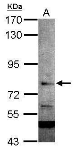 Invitrogen RC74 Polyclonal Antibody 100 &mu;L; Unconjugated:Antibodies,