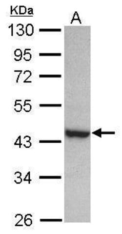 Invitrogen PAK1IP1 Polyclonal Antibody 100 &mu;L; Unconjugated:Antibodies,