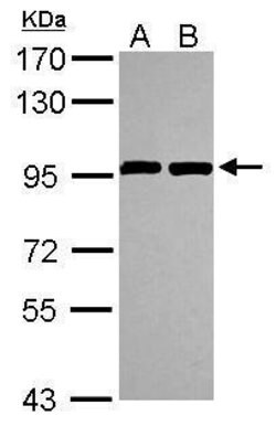 Invitrogen ANKZF1 Polyclonal Antibody 100 &mu;L; Unconjugated:Antibodies,