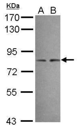 Invitrogen DIP13B Polyclonal Antibody 100 &mu;L; Unconjugated:Antibodies,