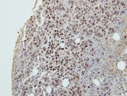 Invitrogen DIP13B Polyclonal Antibody 100 &mu;L; Unconjugated:Antibodies,