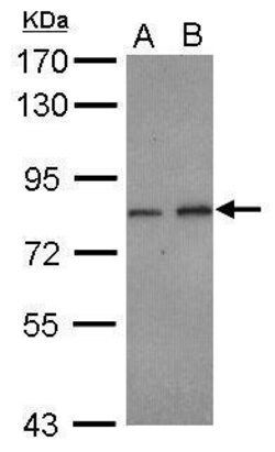 Invitrogen DIP13B Polyclonal Antibody 100 &mu;L; Unconjugated:Antibodies,
