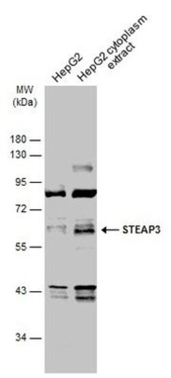 Invitrogen STEAP3 Polyclonal Antibody 100 &mu;L; Unconjugated:Antibodies,